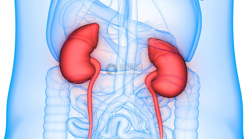 人体泌尿系统肾脏解剖学3D图片