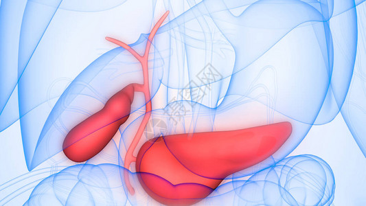 人体内部器官Pancrea图片