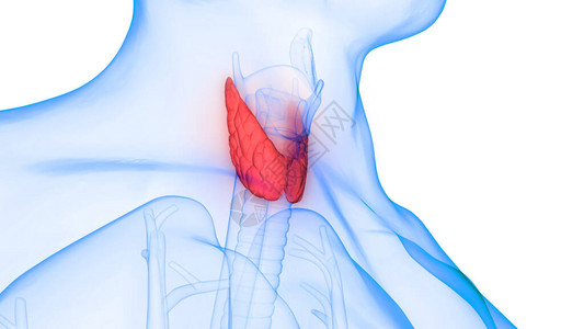 泰夫斯甲状腺肌体解剖术的人体基因层插画