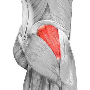 人体解刨人体肌肉系统腿肌肉骨浆结晶体美杜斯肌肉解插画