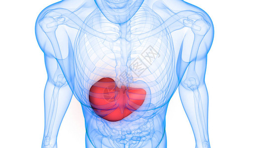 肝功能衰竭人类内部消化器官活设计图片