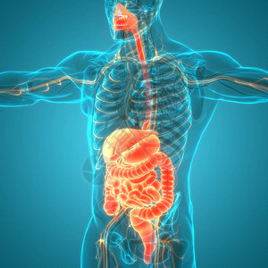 做胃镜3D人类消化系统小设计图片