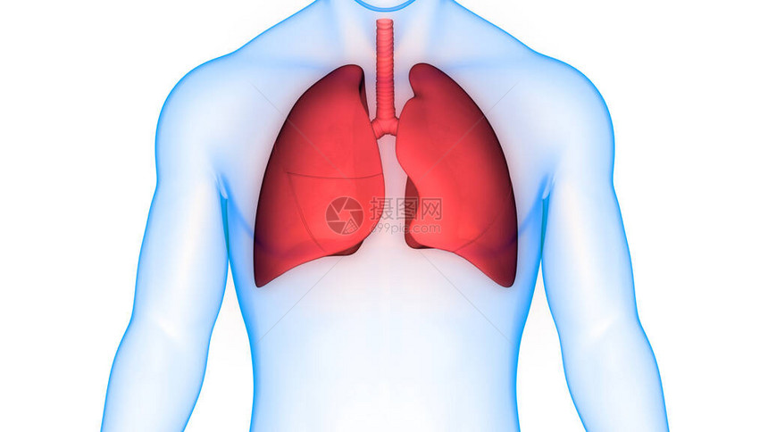 人体呼吸系统肺图片