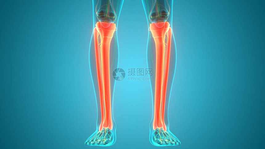 人类骨骼系统腿骨头结合解剖3图片