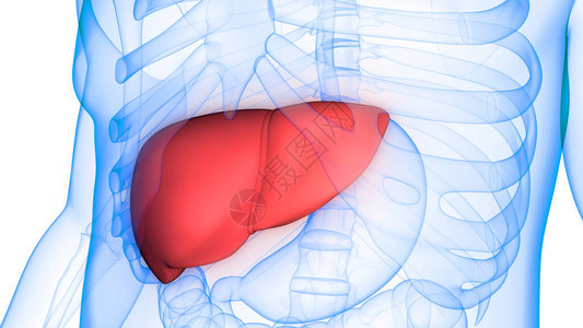 人体器官肝脏解剖3D图片
