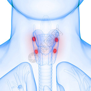 泰夫斯甲状腺肌体解剖术的人体基因层插画