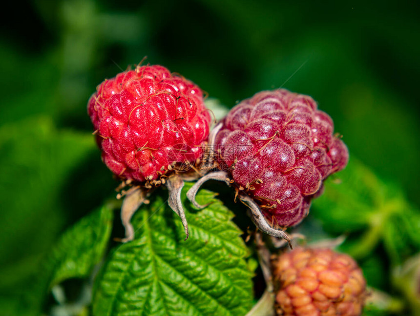绿叶背景上的红树莓成熟浆果食物照片水果收获农业农业商店橱窗海报文本的地方模图片