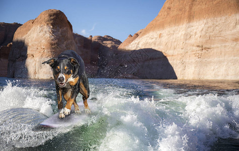 狗在海浪上冲浪图片