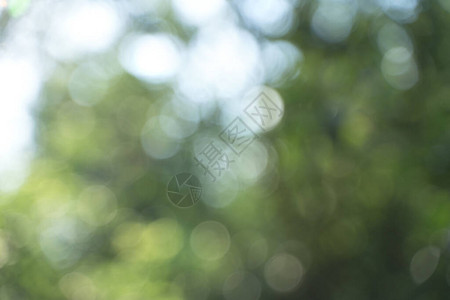 绿色树叶和天空的模糊抽象bokoh背景您的创造力的夏季背景自图片