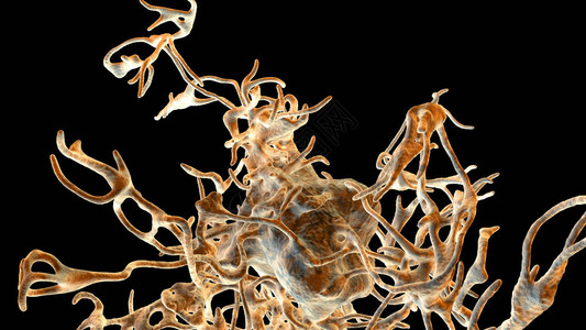 变形杆菌人类寄生虫阿米亚巴有假伪皮迪亚近设计图片