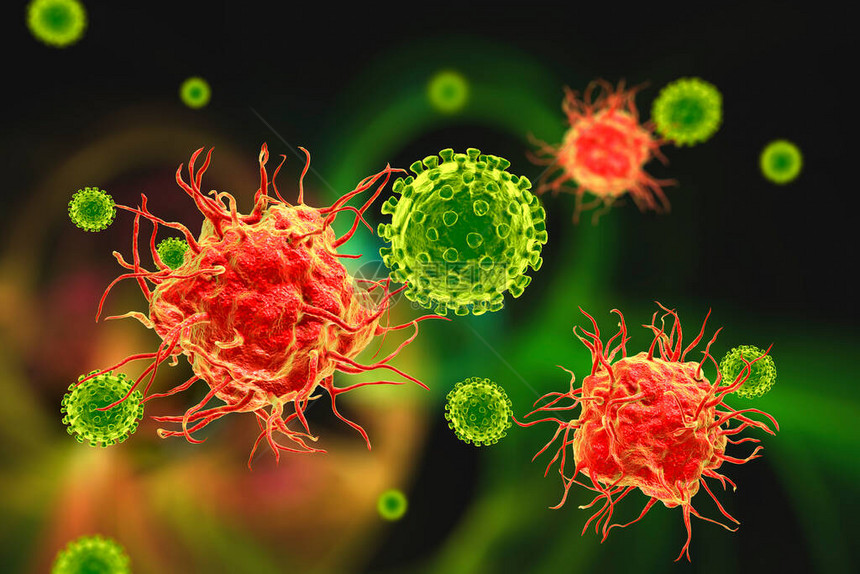 抗免疫Dedritic细胞结合病图片
