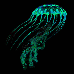 一条光亮可见的水母在黑暗的海洋中流过其生物发光颜色图片