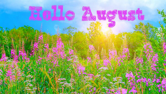 你好八月横幅花伊万茶场很多粉红色的花朵夏季野花带有英文字的照片设计新月你好用英语打招呼插画