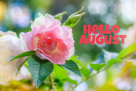 你好八月横幅花玫瑰灌木很多粉红色的花朵夏季花园卉带有英文字的照片设计新月你好用英语打招呼背景图片