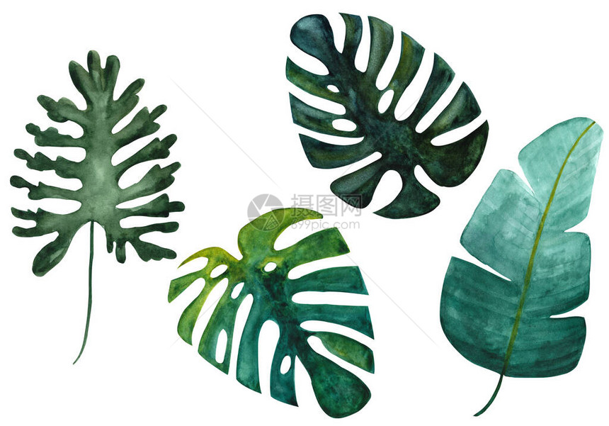 白色背景上的孤立热带绿色龟背竹香蕉和裂叶手绘水彩插图集异国植物设计非常适合纺织品印刷网图片