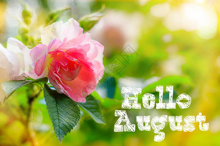 你好八月横幅花玫瑰灌木很多粉红色的花朵夏季花园卉带有英文字的照片设计新月你好用英语打招呼背景图片