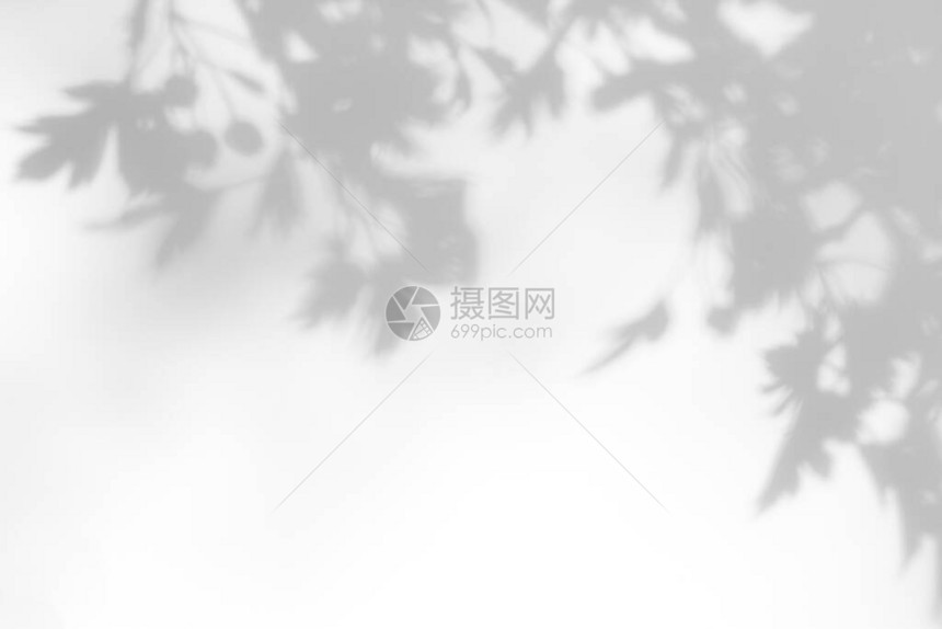 山楂树的灰色阴影在白墙上留下抽象的中自然概念模糊背景文本的空间自然图片
