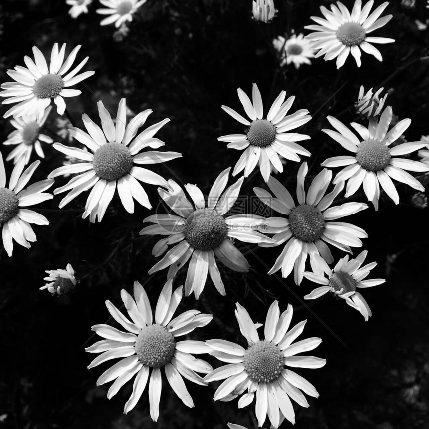许多草地药用鲜花菊的黑白照片壁纸海报和网站或封面设计的自然背景高品质短片图片