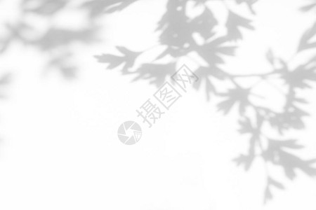 比瓦尼瑟山楂树叶在白墙上模糊的灰色阴影抽象的中自然概念背景文本的空间自然设计图片