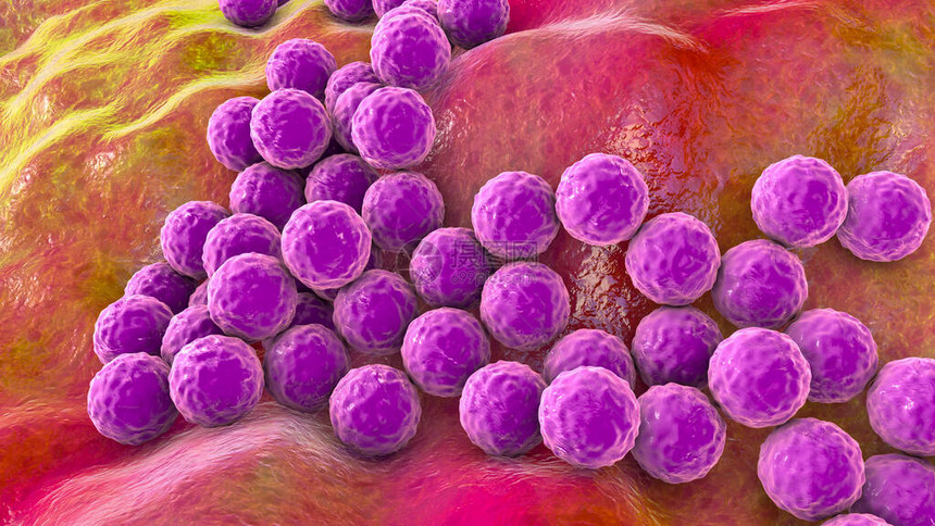 细菌金黄色葡萄球菌表皮葡萄球菌MRSA耐多药细菌图片