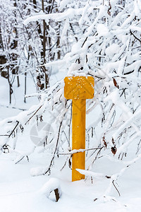 雪林中黄色铭牌的抽象冬季背景图片