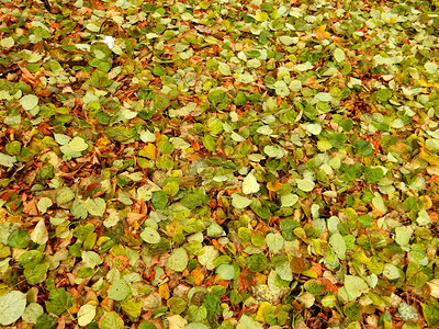 秋天的地毯黄色绿落叶抽象纹理背景图片