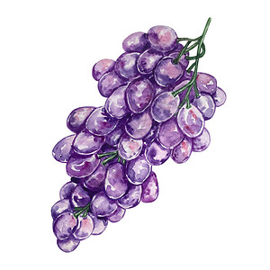 水彩手绘葡萄紫色成熟图片