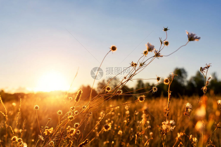 在温暖的黄金时间日落或日出时间抽象干燥野花和草甸的温暖景观宁静的秋天自然领域背景风景秀丽的黄昏日落或黎图片