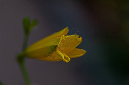 黄白百合李绿背景用于插图百合的植图片