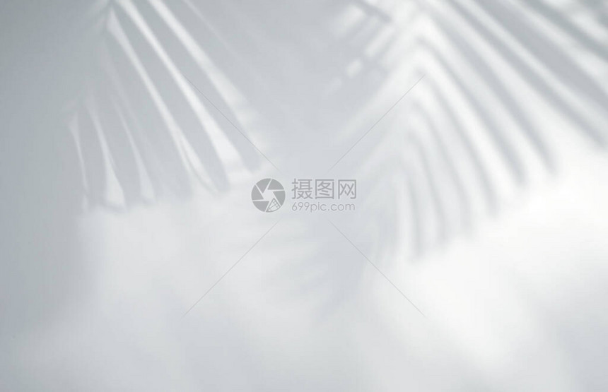 逼真的有机热带树叶在白色纹理背景上的自然阴影叠加效果图片