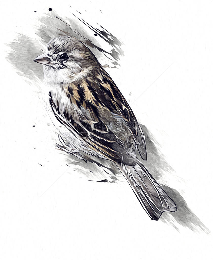 麻雀鸟复古插画艺术素描古图片