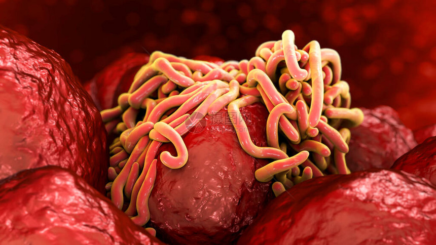 肠道中的寄生虫3D图例阿斯卡里斯图片