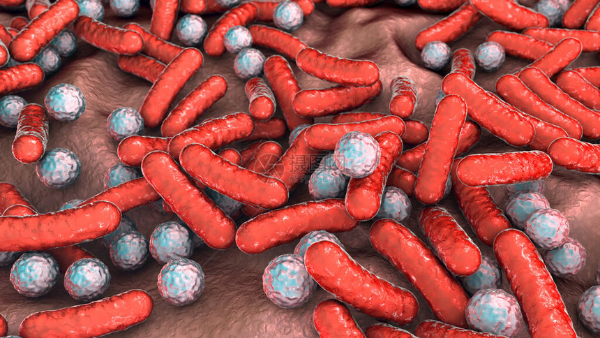 杆状细菌和球菌人类微生物组人类致病菌图片