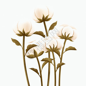 长绒棉棉花花朵秋天棉花成熟了GIF高清图片