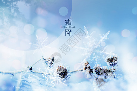 蓝色霜降节气霜降蓝色唯美雪花植物设计图片