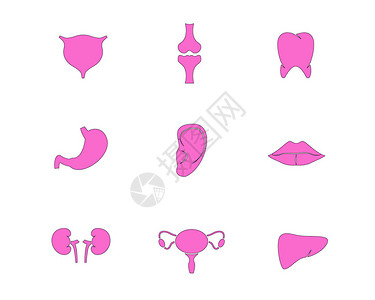 粉色内脏器官图标肝脏svg图标元素套图高清图片