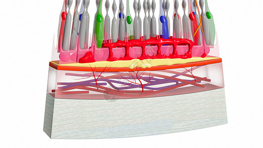 阿马克林细胞湿黄斑变性视网膜组织设计图片