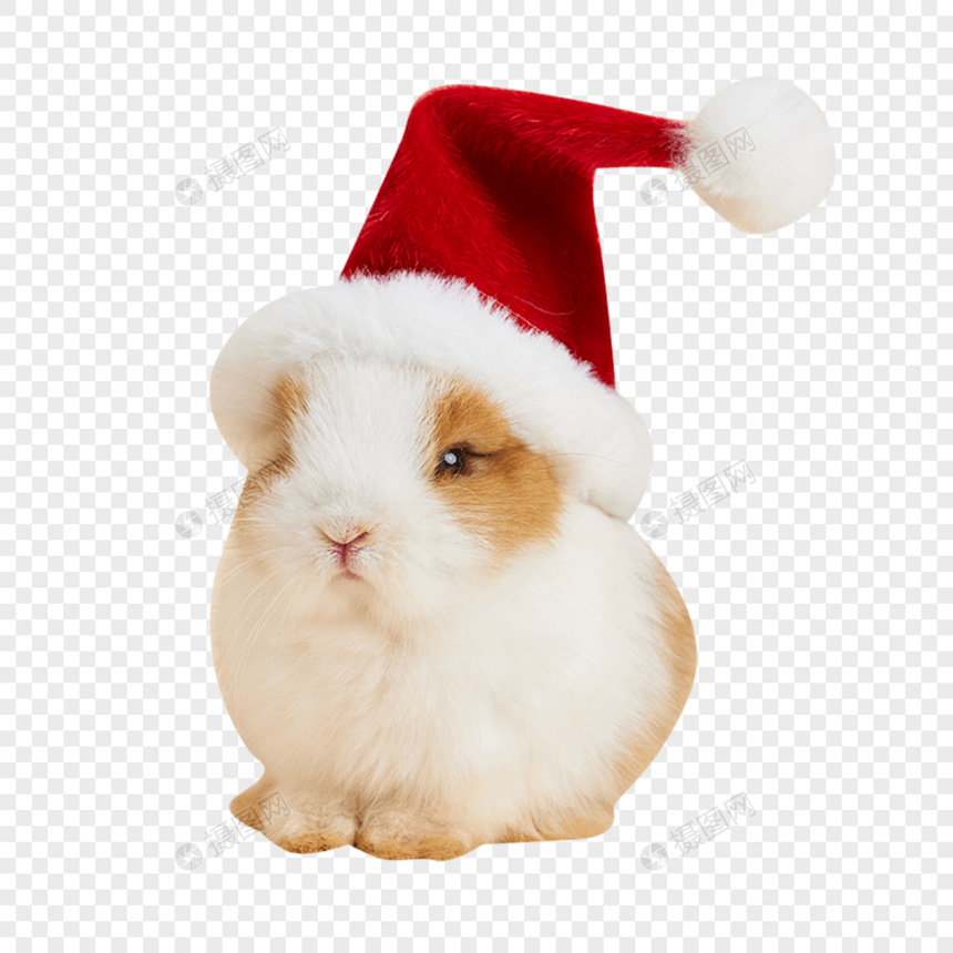 可爱小兔子带圣诞帽图片