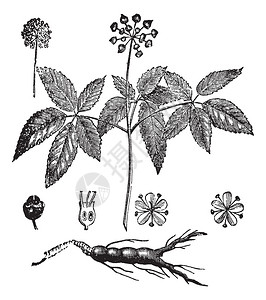 广西药用植物园西洋参或西洋参古年雕刻插画