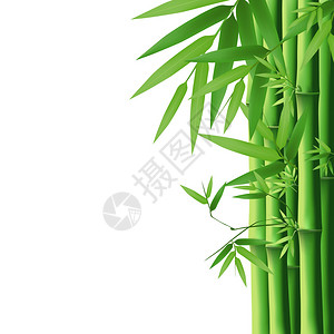 孤立在白色背景上绿色的竹子叶背景图片