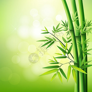 竹绿色自然背景上背景图片