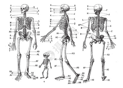 人体骨骼复古雕刻图片