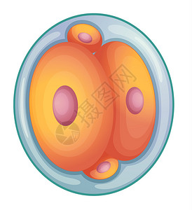 胚胎发育图片