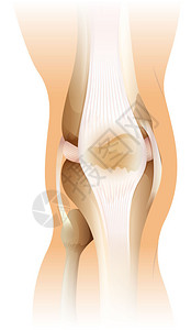 人类膝关节结缔组织图插画