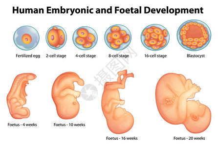 在人胚胎发育阶段图片