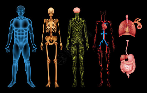 神经性人体系统设计图片