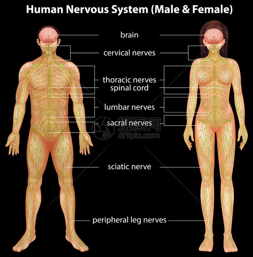 人类中枢神经系统图片