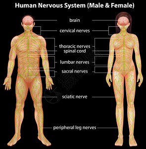 人类中枢神经系统高清图片