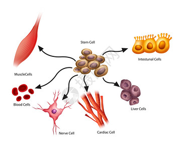 全能干细胞显示干细胞的插图插画