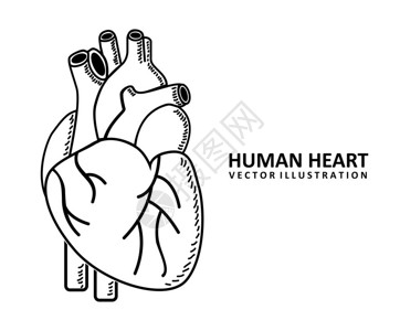 人的心脏图片